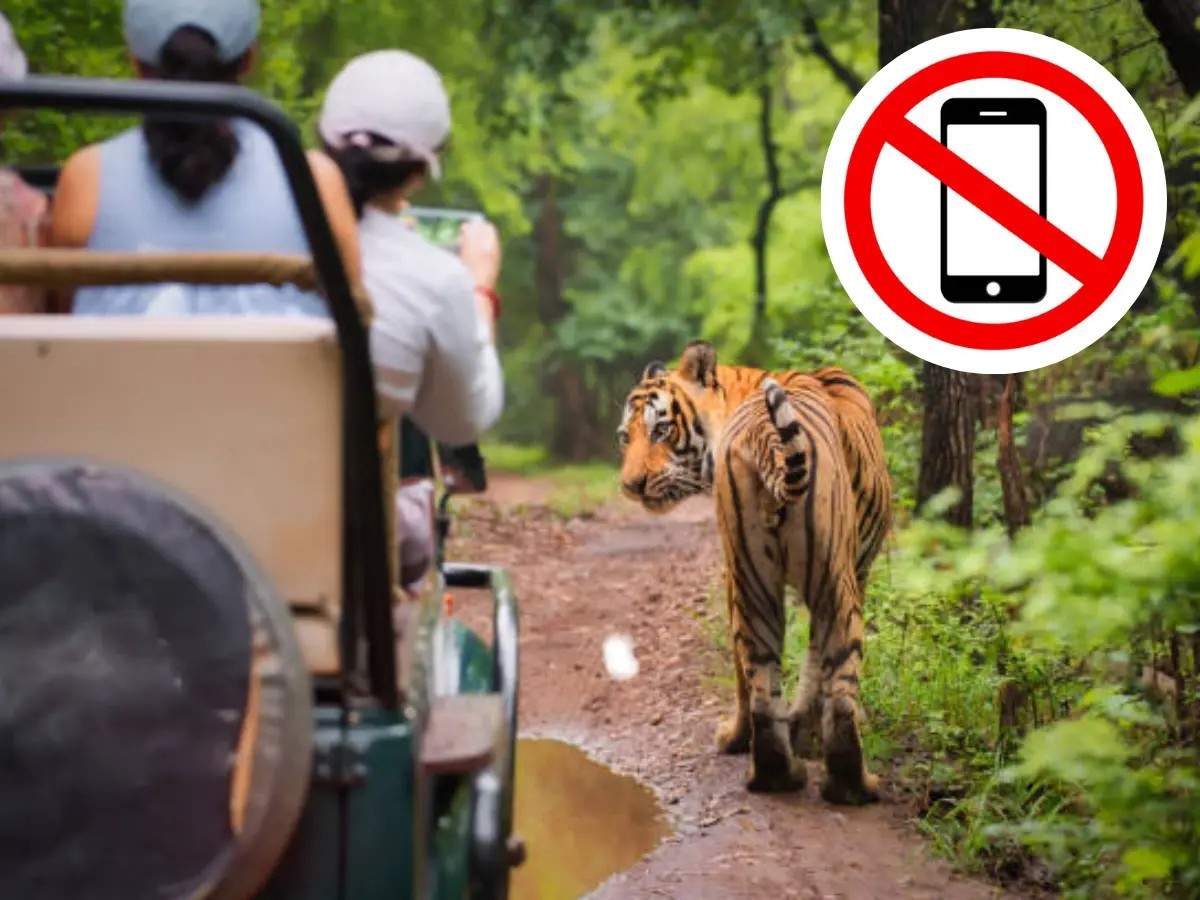 phone ban in tiger safari